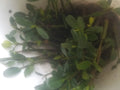 10 LIVE Rockhind Nursery RED MANGROVESize Sizealtwater Aquarium Reef Tank Coral Filtration Plants