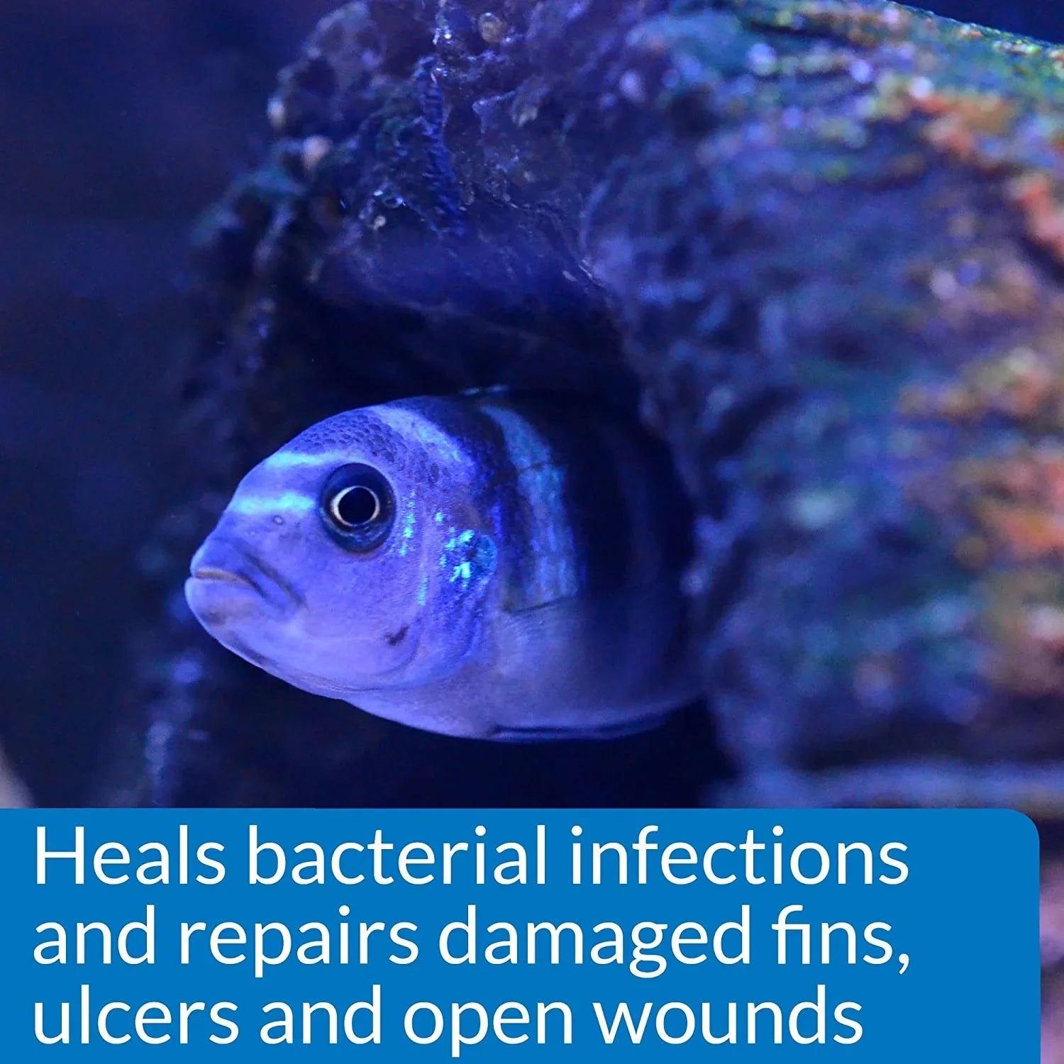 API MelaFix Treats Bacterial Infections for Freshwater and Sizealtwater Aquarium Fish [Aquarium Bacteria and Fungus Care, Aquarium Sizeupplies] 128 oz (2 x 64 oz)